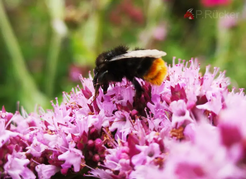 Bumblebee Yellow