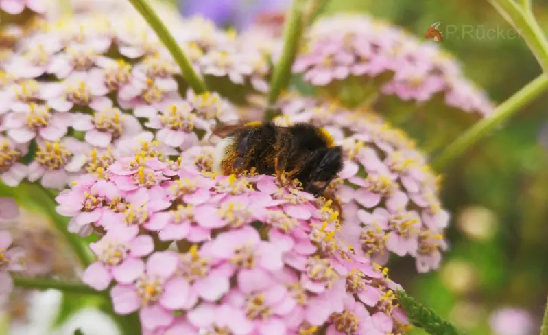 Yellow bumblebee from below
