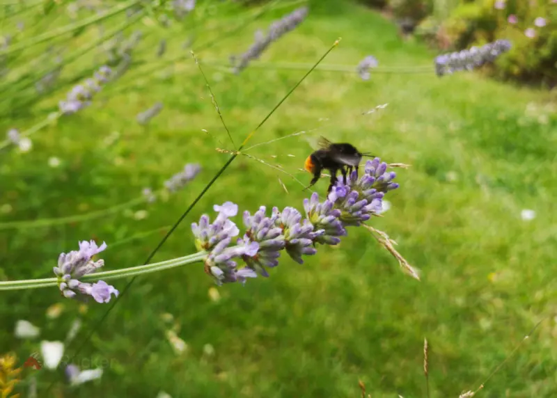 Yellow bumblebee with lavender