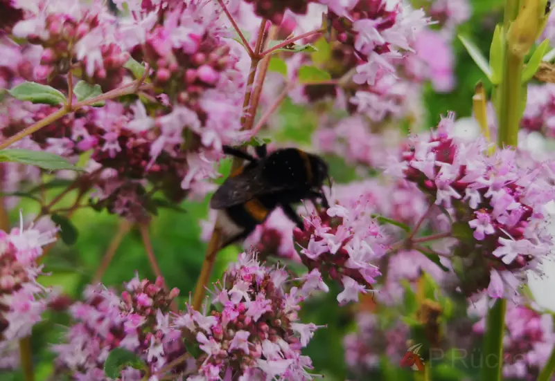 white bumblebee