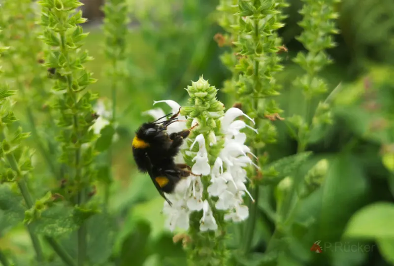 White bumblebee at a white flower