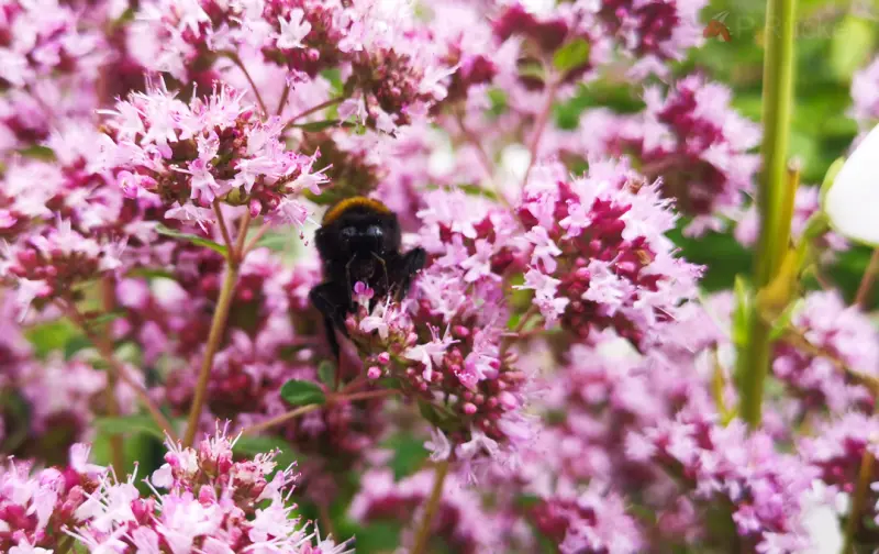 Bumblebee: i can see you