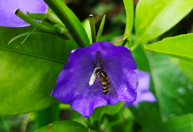 Hoverfly
