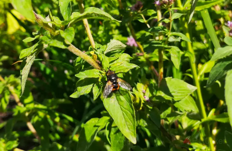 fly