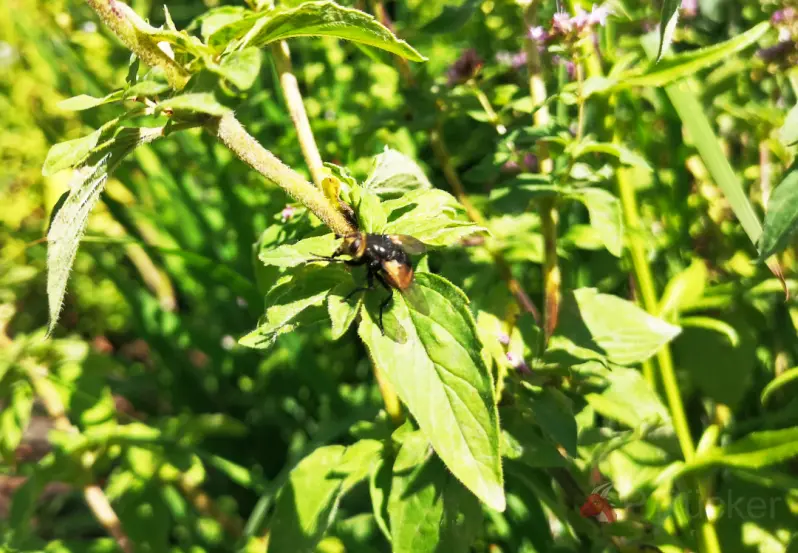 fly at a leaf