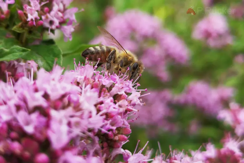 bee