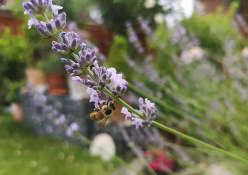 bee at a lavender