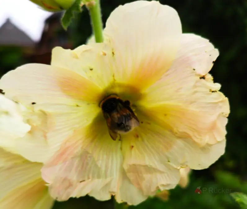 Bumblebee searching