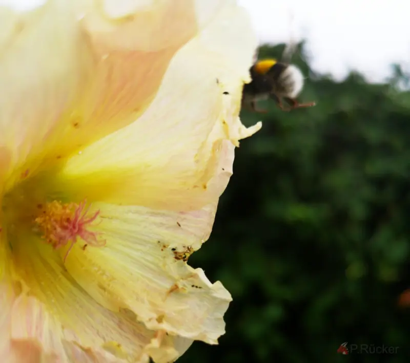 flying bumblebee