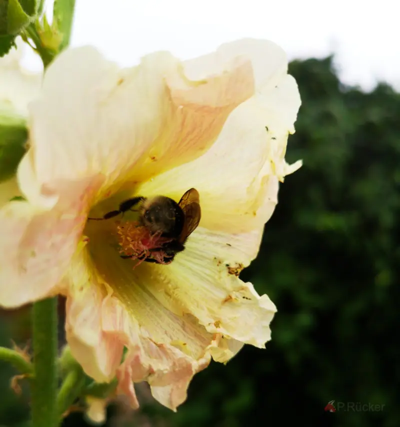 bumblebee about to leave