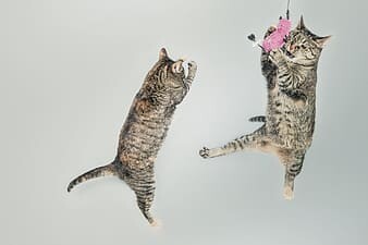 cats bitcoin trevor balthrop BTC