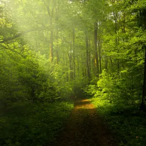 Nature path