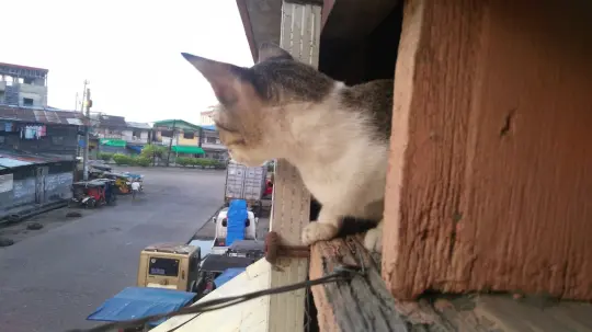 cat peeping