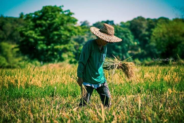 farmer from local province
