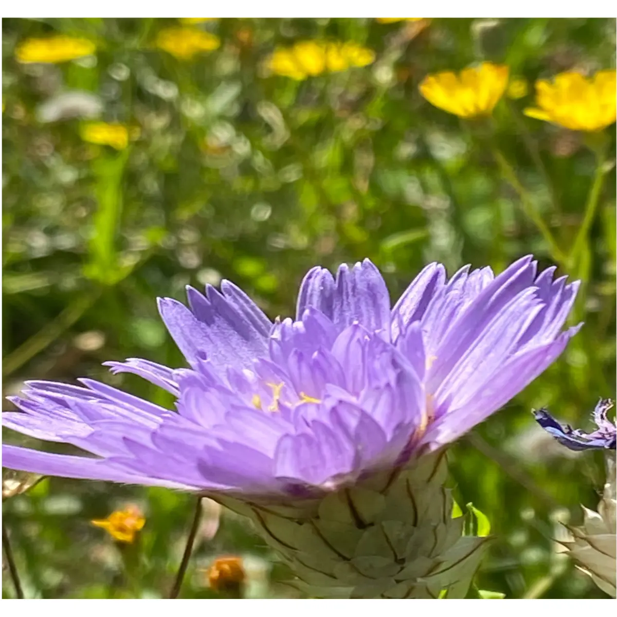 second flower
