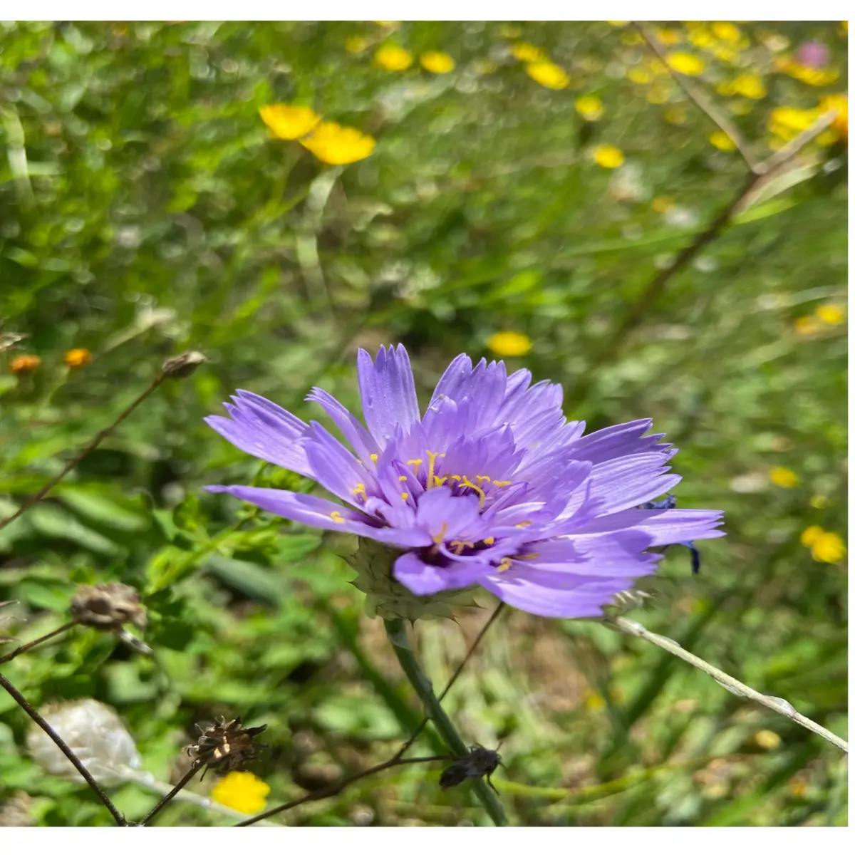 third flower