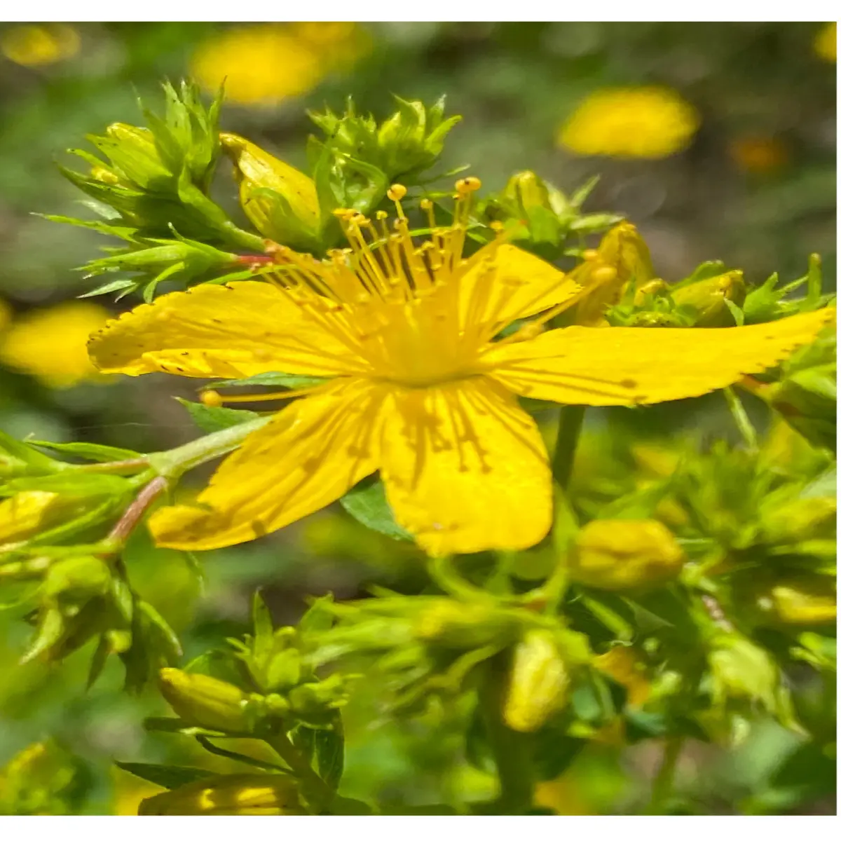 fourth flower
