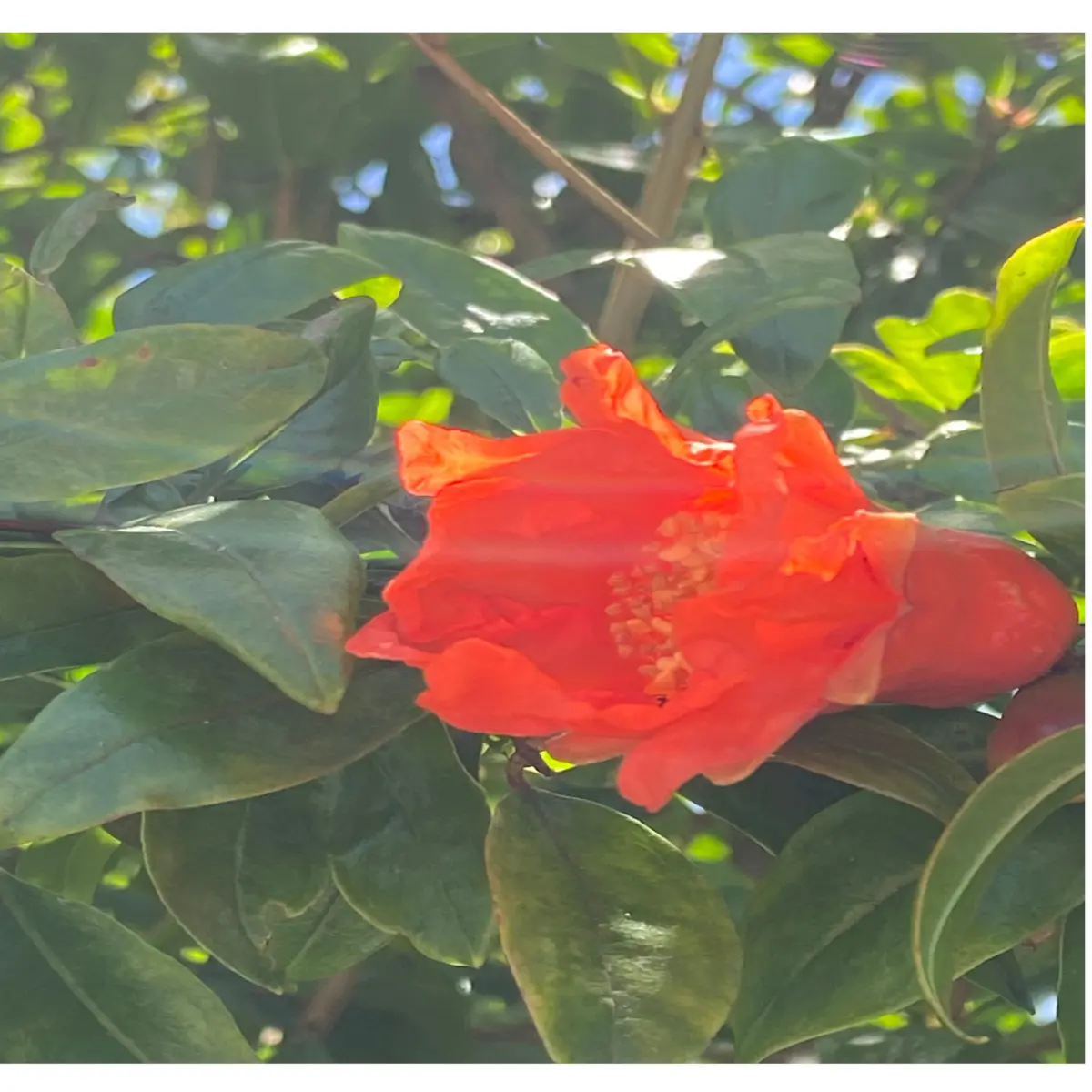 fifth flower