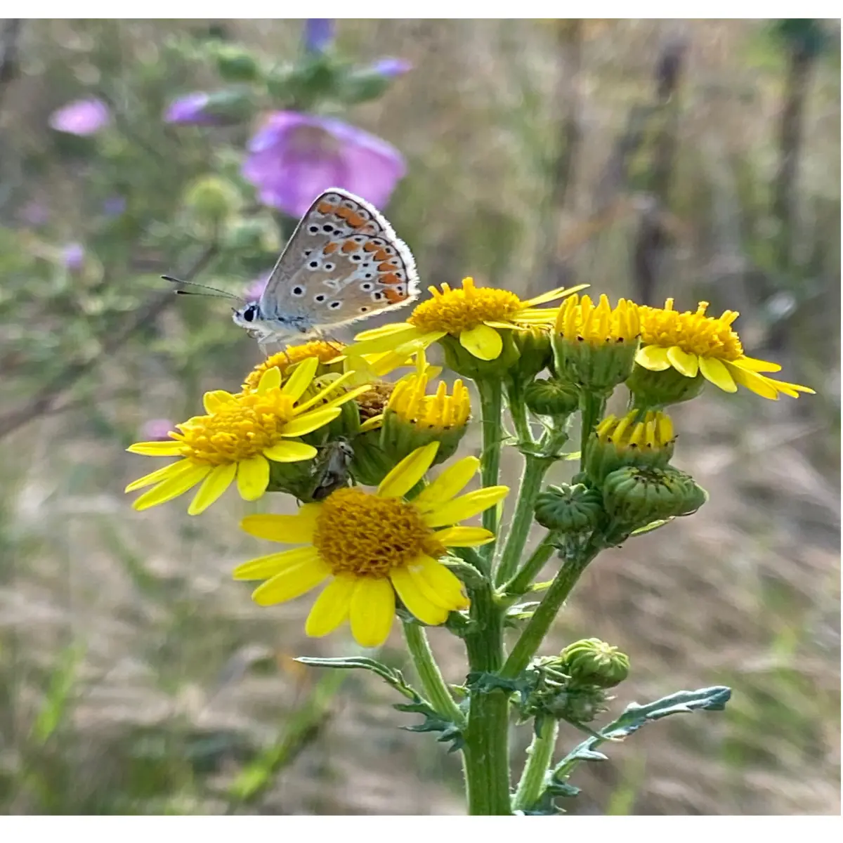 sixth flower and one butterfly