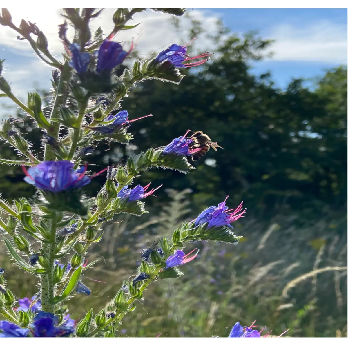 seventh flower and one bee