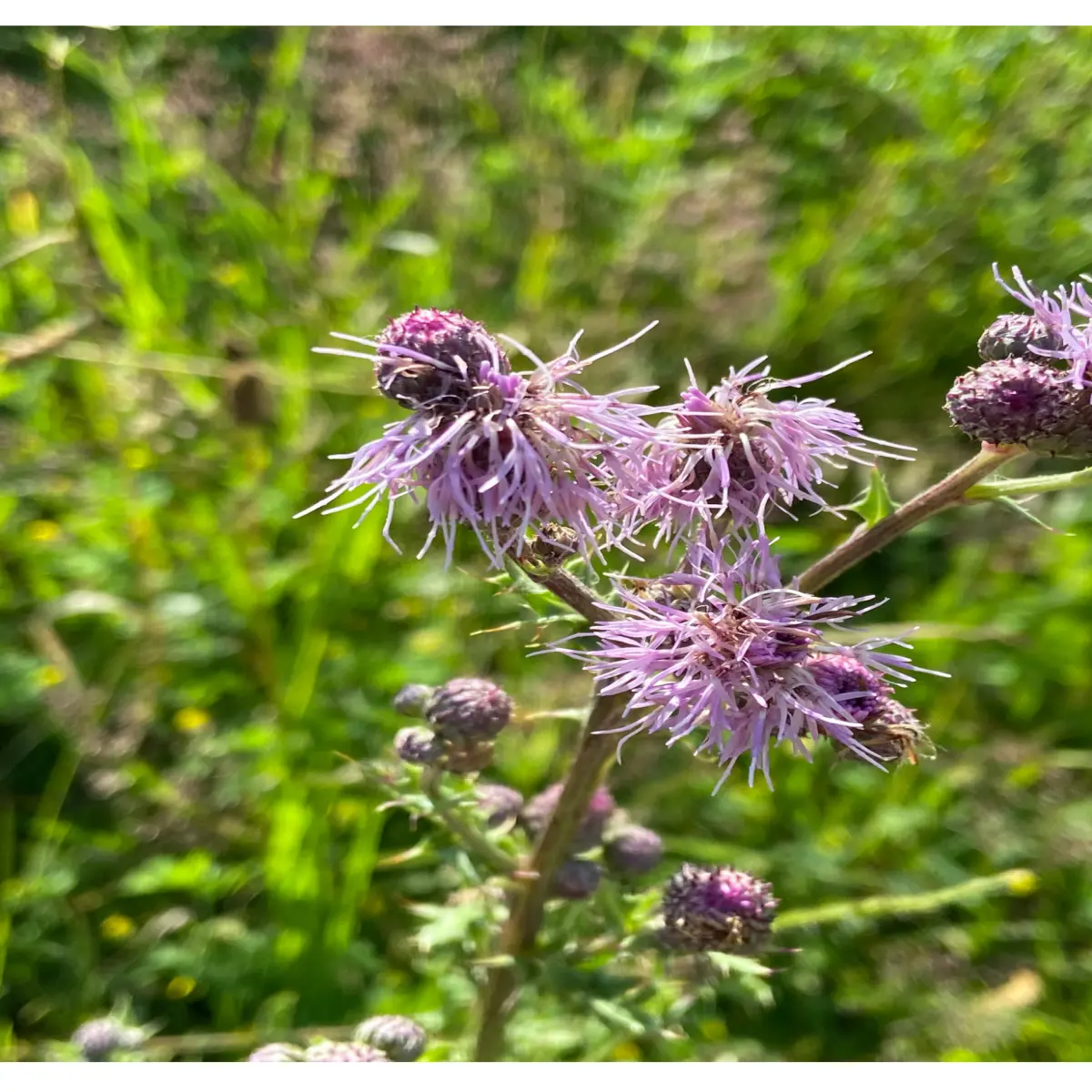 eighth flower