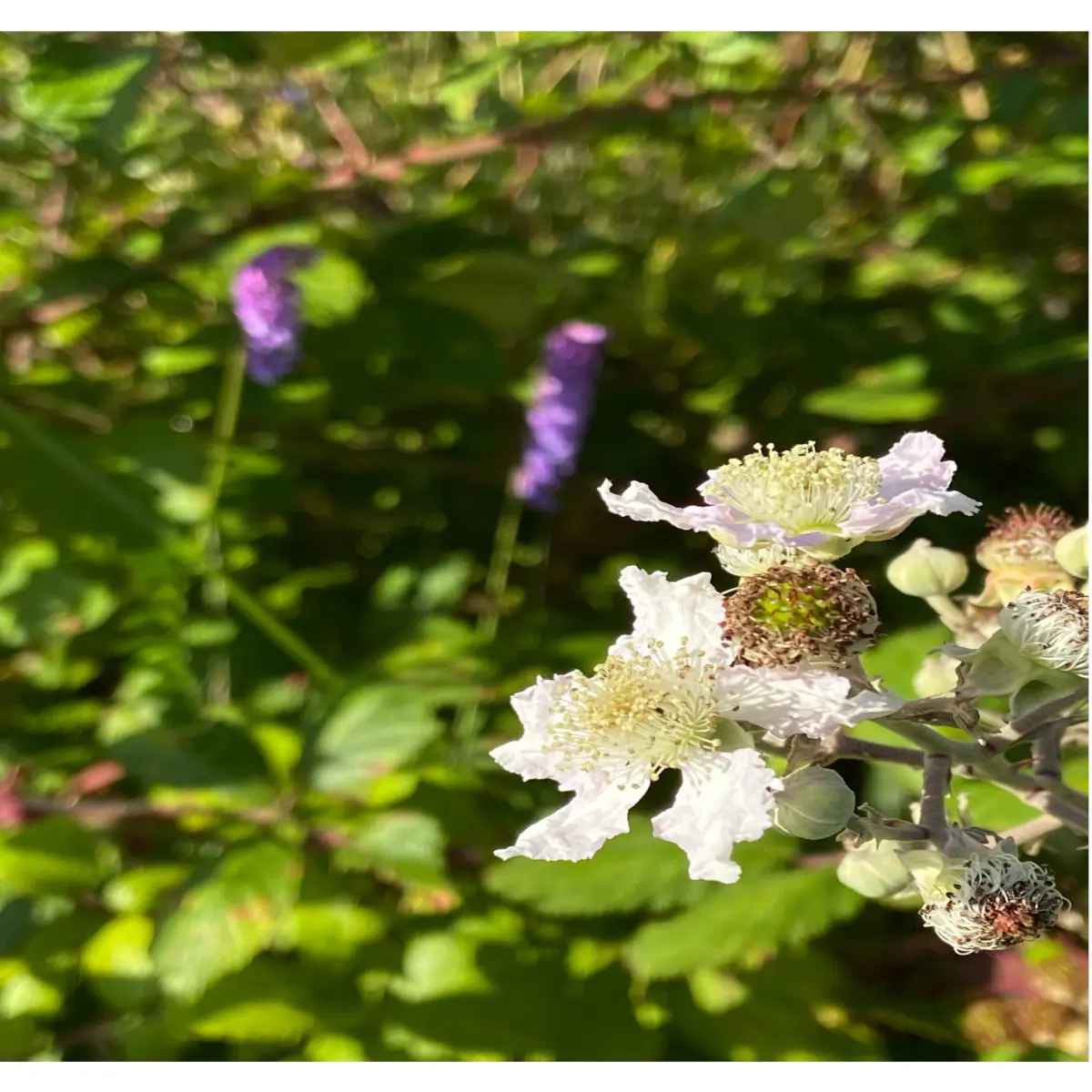 ninth flower