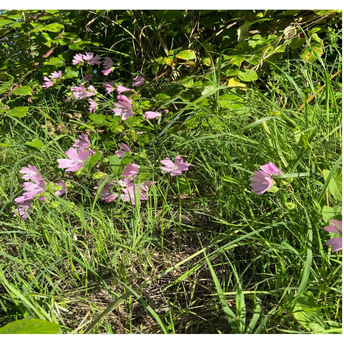 tenth flower