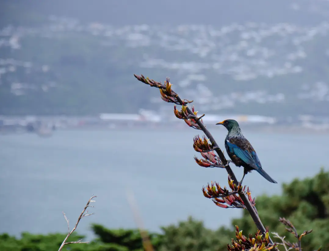 new zealand bird