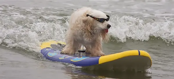 bitcoin trevor balthrop btc surfing dog doge