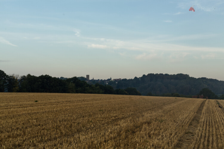 Harvested field