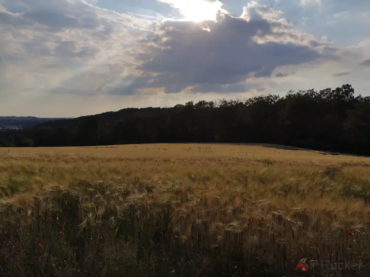 not harvested field