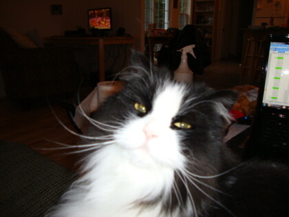 Pretty scowling November 7, 2010