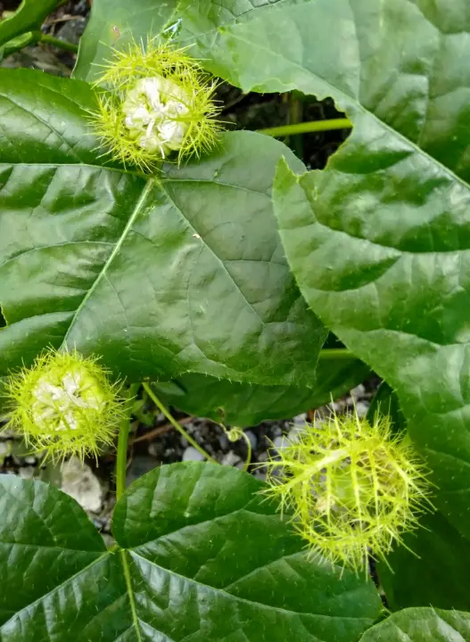 bc9ec337e150ff88de487d462b625079ec9752f54dff67440102a3358dfe9f1c.png