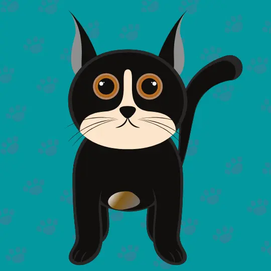 nft-black-cat