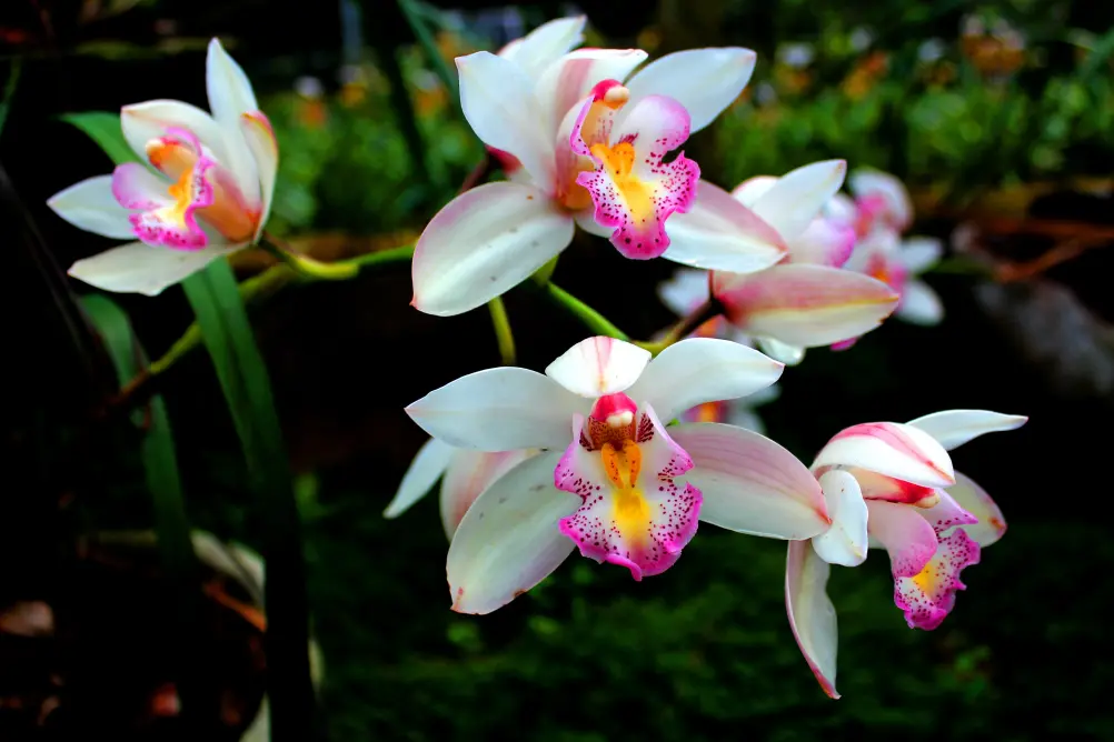 orchid