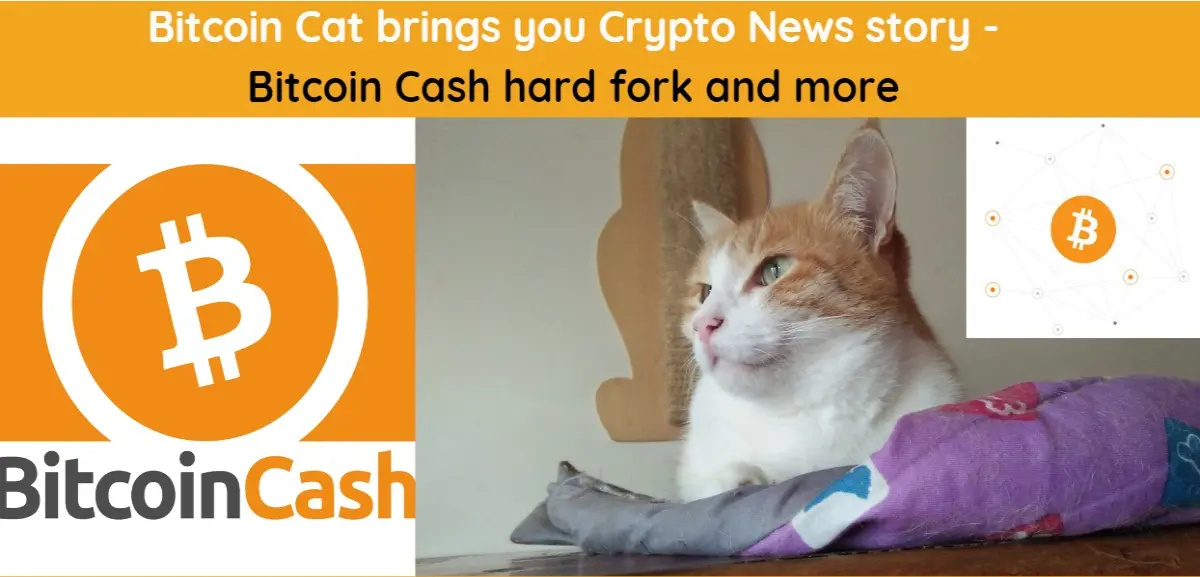 crypto, bitcoincash, hardfork, bitcoin