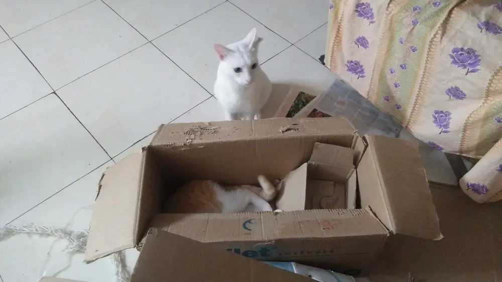 cat, white, mochu
