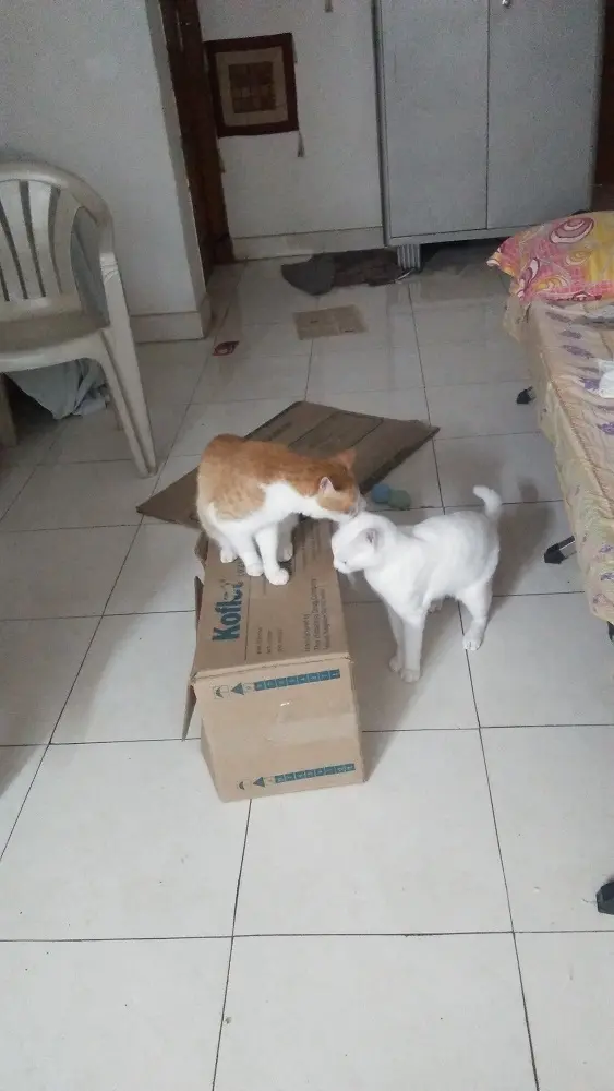 cat, pets, garu, mochu