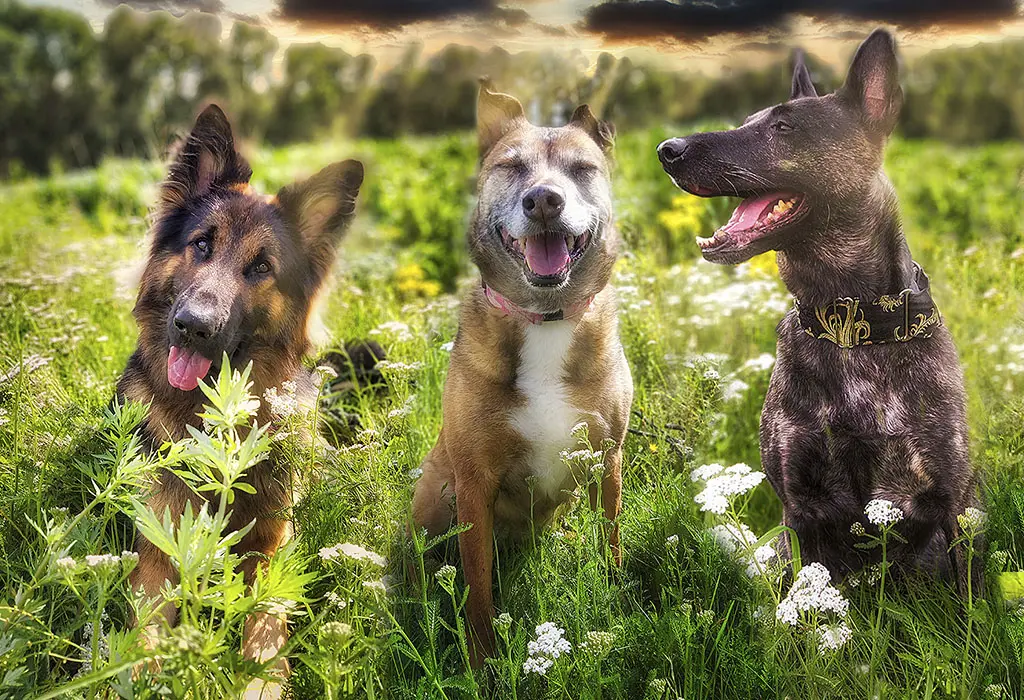 Skipper, Myla & Lana