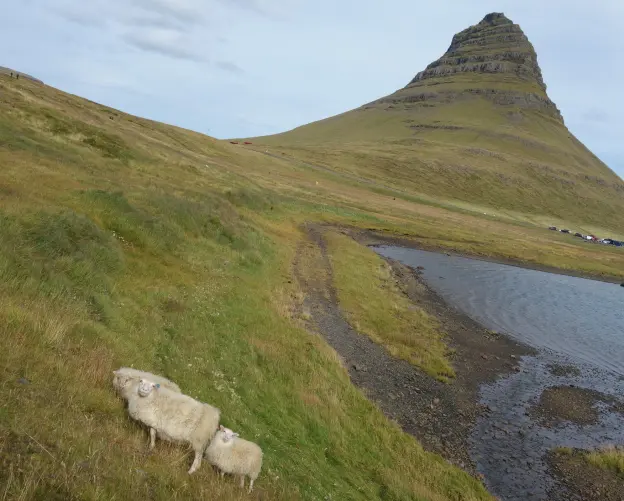 Sheep love to pose in front of camera