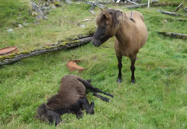 Wild horses
