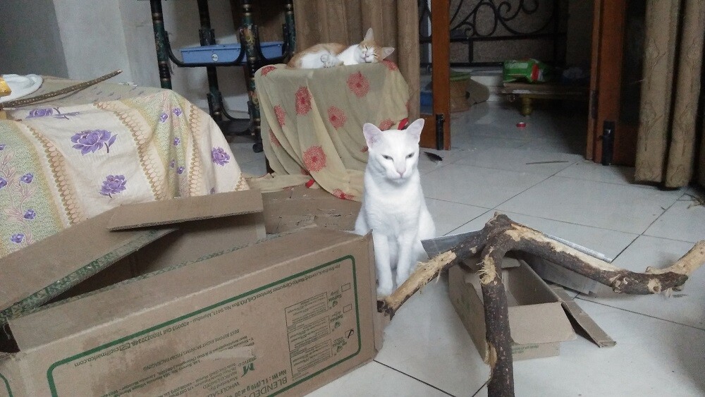 cat mochu, crypto, litecoin cat