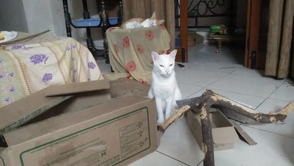cat mochu, crypto, litecoin cat