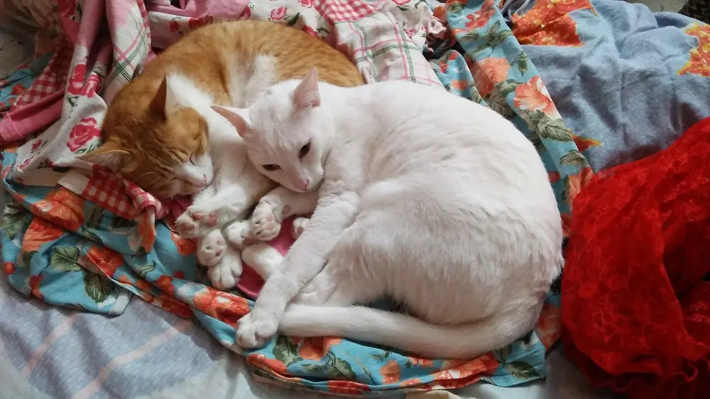 cats, pets