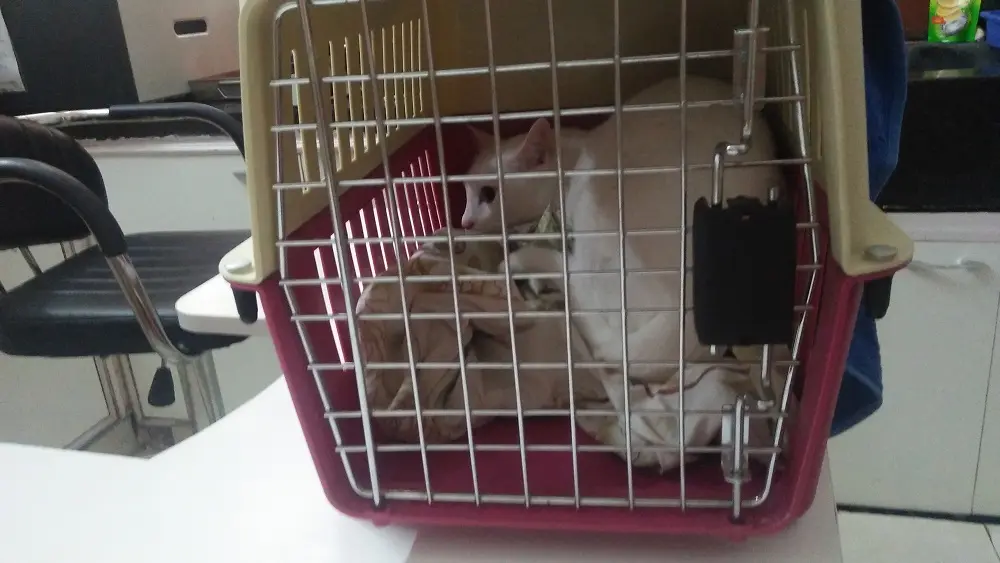 cat, pet, mochu