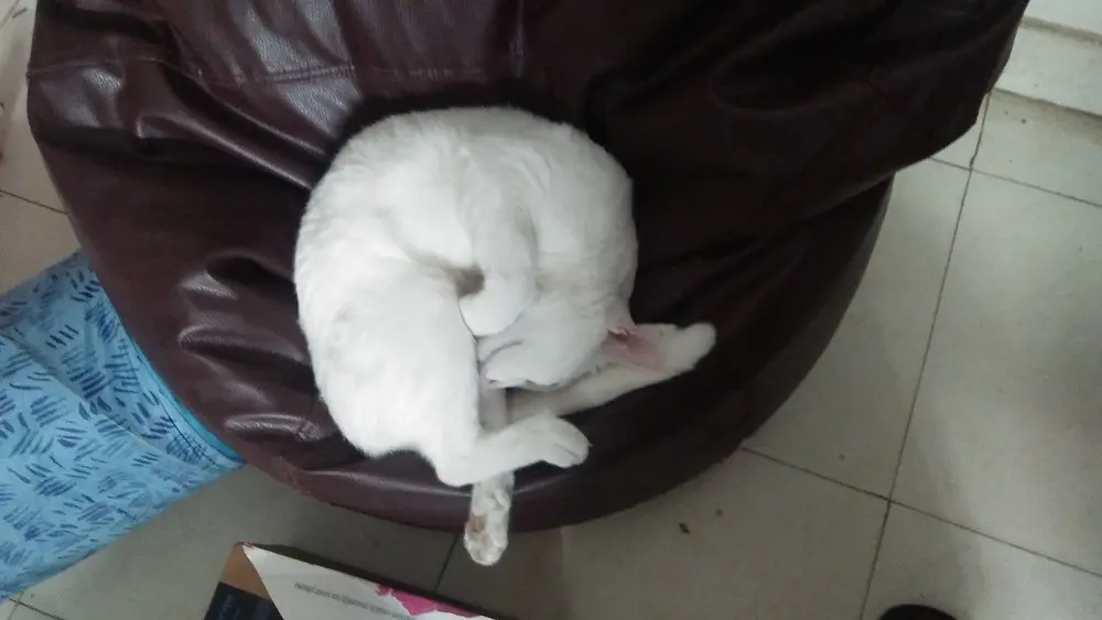 cat, pet, mochu