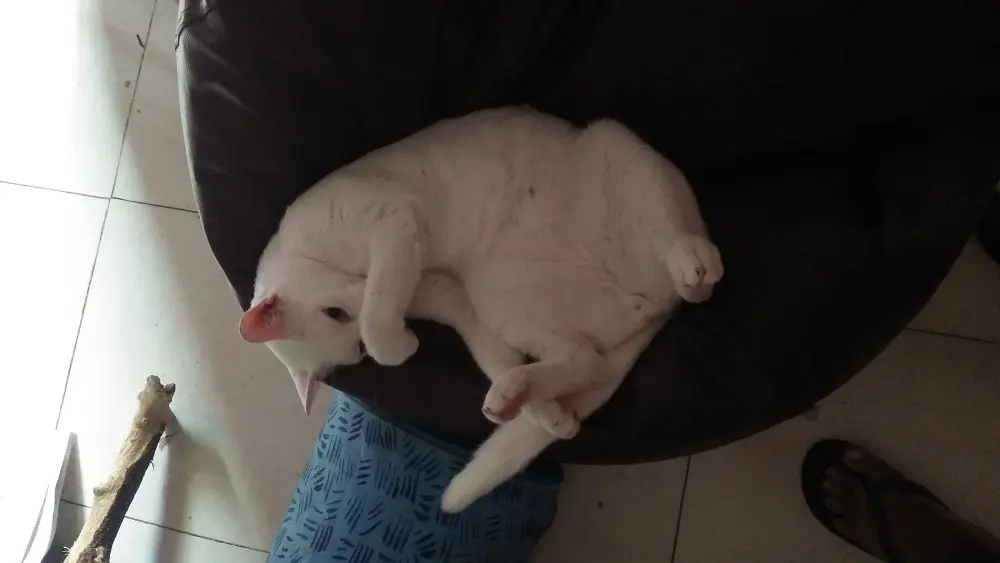 cat, pet, mochu