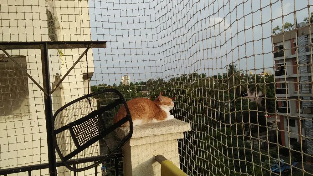 cat Garu, bitcoin cat, pet cat