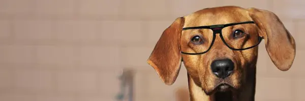 Funny dog with glasses