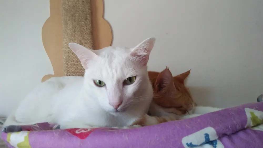cat, pet, crypto, litecoin